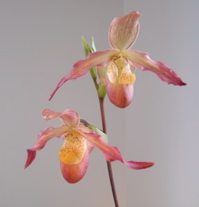 phragmipedium