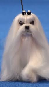 Cookie the Maltese dog has a flowing white coat and a tiny compressed face.